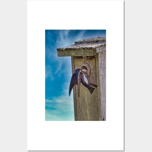 Tree Swallows At Nest Box Posters and Art